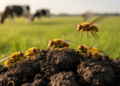 Yellow Dung Flies Are Dung Generalists, Not Cow Dung Specialists