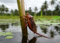 Asian Water Bug Establishes Population in Colombian Wetlands
