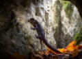 Sardinian Cave Salamanders Follow the Seasons, First Abundance Study Reveals