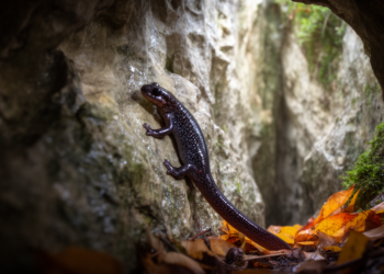 Sardinian Cave Salamanders Follow the Seasons, First Abundance Study Reveals