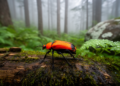 New fire-colored beetle species discovered in China's Huanglong reserve