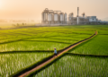 Vietnam's Rice Fields Could Feed a New Generation of Biorefineries
