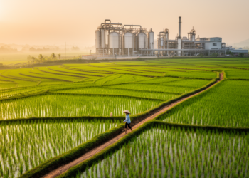 Vietnam's Rice Fields Could Feed a New Generation of Biorefineries