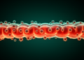 CAR-T Cells Linger in the Gut and Drive Severe Intestinal Inflammation, Mount Sinai Study Finds