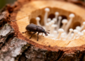 Rare European ambrosia beetle harbors a hidden island of unknown fungi, including three brand-new species