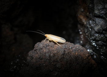 Four new blind cave planthopper species discovered in the Canary Islands