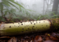 Two New Fungal Species Unearthed on Bamboo in China's Yunnan-Guizhou Plateau
