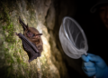 Rare Peters's Pipistrelle Bat Discovered in China for the First Time