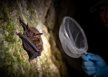 Rare Peters's Pipistrelle Bat Discovered in China for the First Time
