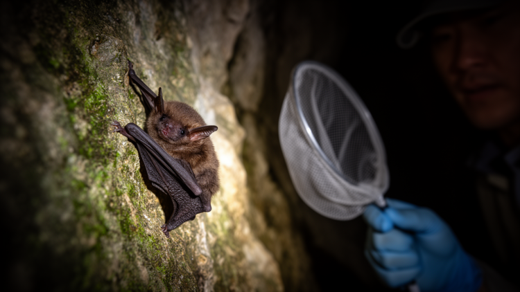 Rare Peters's Pipistrelle Bat Discovered in China for the First Time