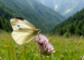Hidden butterfly diversity uncovered: new subspecies of Wood White from northern Iran