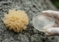 Hidden Yeast Phase Revealed in Lichen-Dwelling Fungus Tremella parietinae