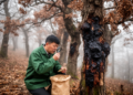 Scientists Name New Fungal Killer Behind Devastating Dieback of China's Evergreen Oak Forests