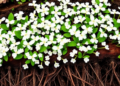 White Clover Understory Reshapes the Hidden Microbial World of Tea Roots