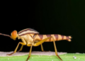 Eight New Caddisfly Species Recorded in Panama, Pushing National Count to 533