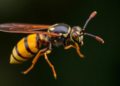DNA Barcodes Reveal a Wasp Genus Long Thought Exclusively Old World Living in Costa Rica