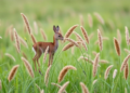 Chromosome translocations drive divergence of wild grass subspecies