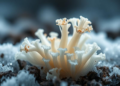 Silent Genes of an Antarctic Fungus Wake Up to Reveal Hidden Chemistry