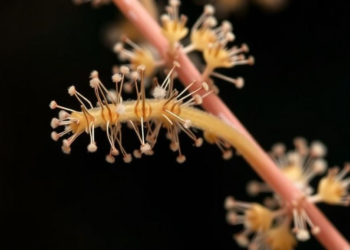 First chromosome counts unlock secrets of Italy's endemic knapweeds and beach catchflies