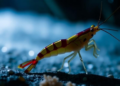 Blind Cave Shrimp Lost for a Century Rediscovered in Libya's Underground Lakes