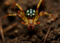 Two New Recluse Spider Species Discovered Hiding in the Ecuadorian Andes