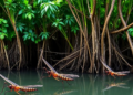 Massive Mangrove Mosquito Dataset Reveals Hidden Diversity on the Guiana Coast