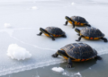 Alien Turtles Break Winter Rules: Pond Sliders Bask Beside Ice in Bucharest Parks