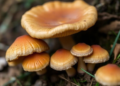 Sicily's rarest mushroom: DNA sleuthing and pilot farms race to save Pleurotus nebrodensis