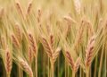 Wheat gene variant linked to drought survival offers new breeding target