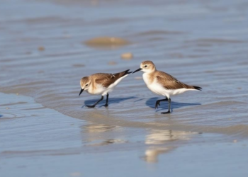Mid-Tide Moments Reveal the Secret Behaviour of Urban Sanderlings in Peru