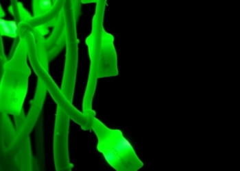 Fluorescent Tags Reveal Hidden Chromosome Secrets of Eight Gourd Crops