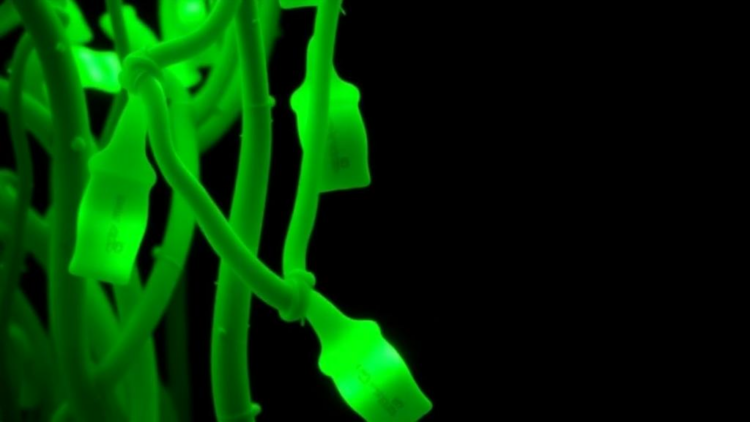 Fluorescent Tags Reveal Hidden Chromosome Secrets of Eight Gourd Crops