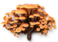 Fungal Family Tree Rewritten as New Family Funiliomycetaceae Emerges from a 145-Year-Old Genus