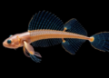 Ancient Hox9–10 genes reveal the hidden origins of vertebrate hind fins and limbs