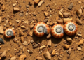 Hidden Snails of Texas and Mexico: Three New Groundwater Species Emerge from Deep Aquifers