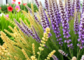 Seventeen New Alerts Show Ornamental Plants Turning Wild Across Italy