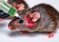 Cannabidiol Sponge Implanted at Injury Site Cuts Brain Swelling After Trauma in Rats