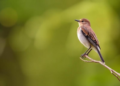Southern Italy's Bird List Soars: 43 New Species Recorded in Calabria