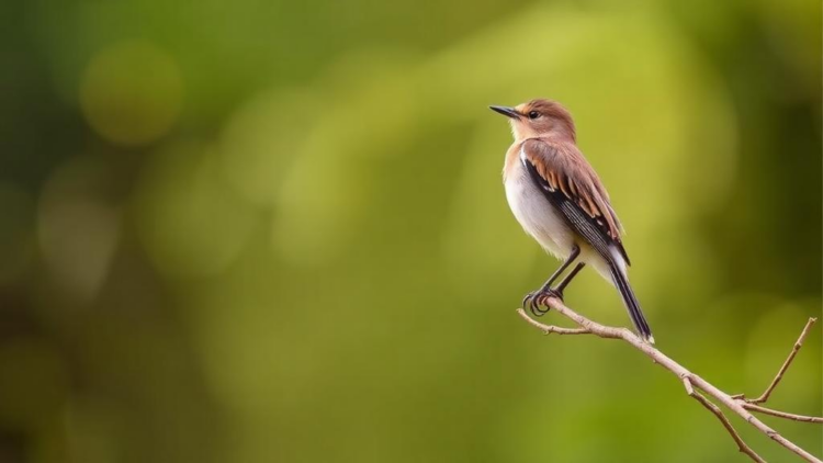 Southern Italy's Bird List Soars: 43 New Species Recorded in Calabria