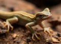 New Knobby Newt Species Hidden in China's Mountains Revealed by DNA and Anatomy