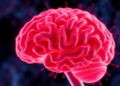 Alzheimer's Breakthrough Clue: How the Cell's Waste Disposal System Breaks the Brain's Amyloid Pump