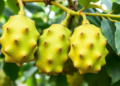 Multivariate analysis uncovers promising jackfruit genotypes for future breeding