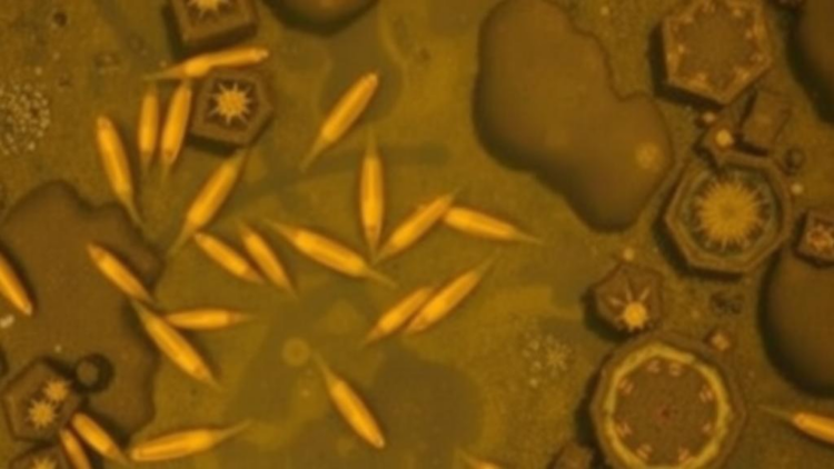 Pesticide Residues in Ethiopia's Highland Lakes Pose High Risk to Tiny Aquatic Life