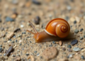 Four Tiny Snail Species New to Science Found on Limestone Karsts of Laos