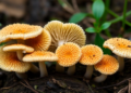 Tooth Fungi Get a Family Tree: Global DNA Study Reveals Hidden Hedgehog Mushroom Diversity