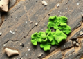 Hidden Rock Lichens Reveal Two New Species and Fresh Records in China