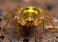 Four Tiny New Spider Species Emerge from China's Karst Caves, Resolving a Taxonomic Puzzle