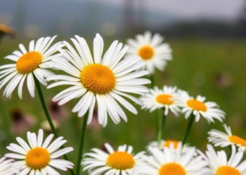 Kenya's daisies reveal two evolutionary worlds in one country