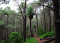 Camera Traps Reveal Native Chilean Forests Outshine Eucalyptus Plantations for Mammals