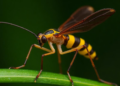 New mantidfly species from Vietnam named by radio listeners